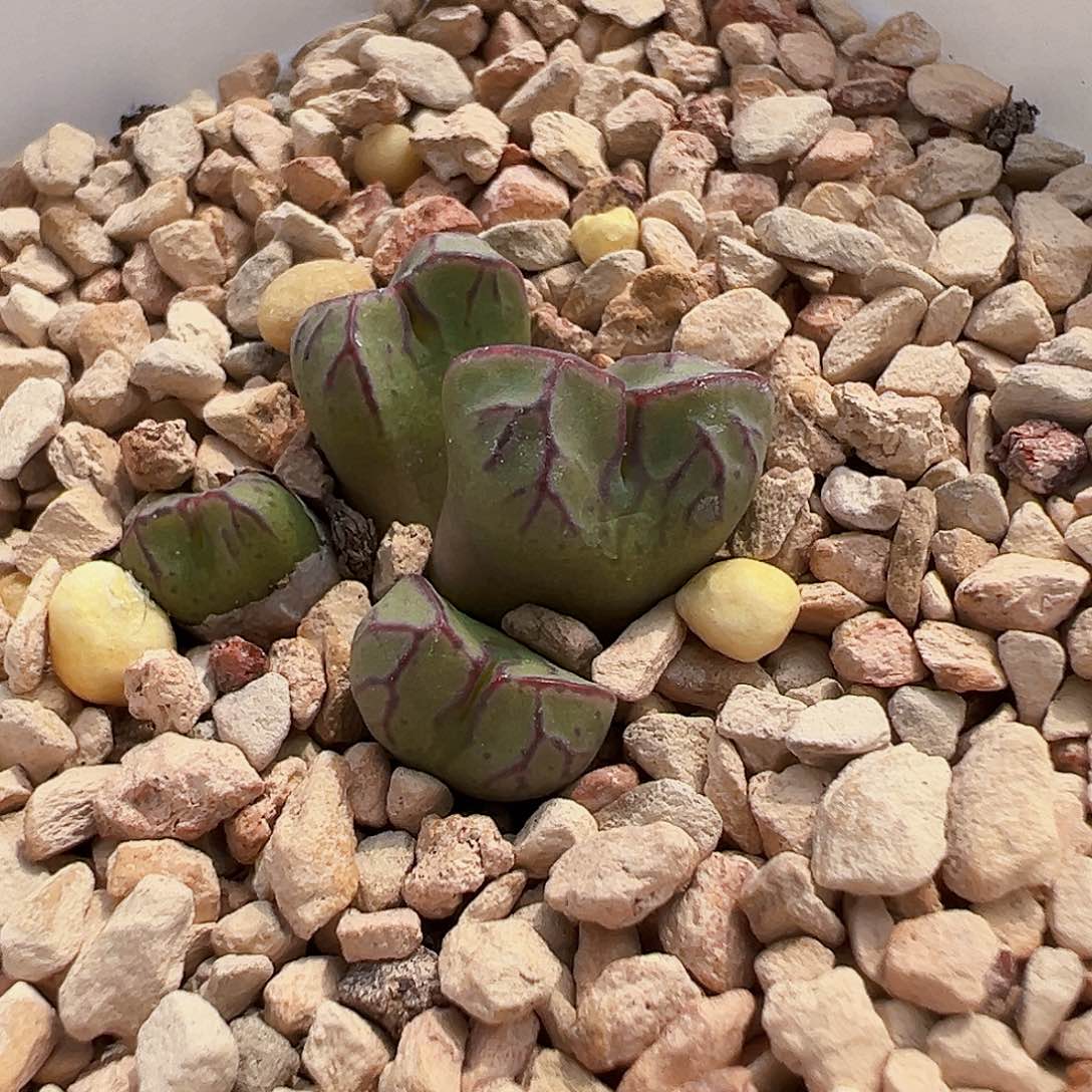 无花朵特选杂交 带盆发货