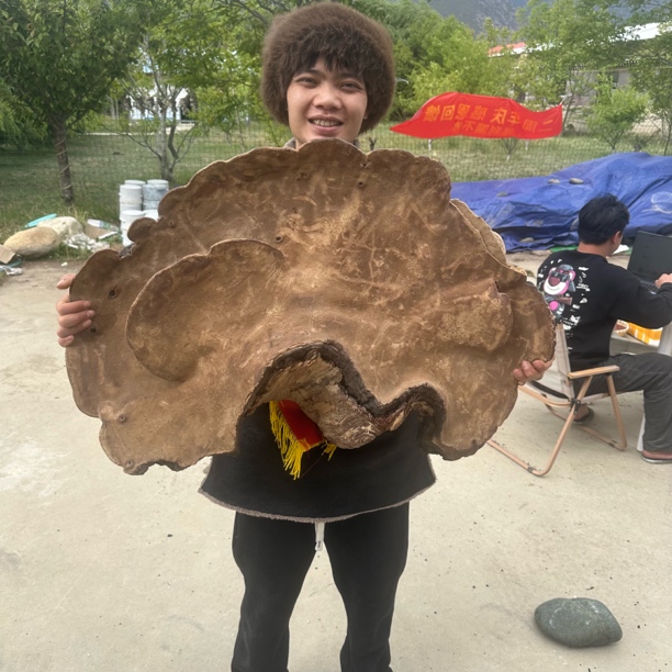 平盖灵芝西藏高原山货