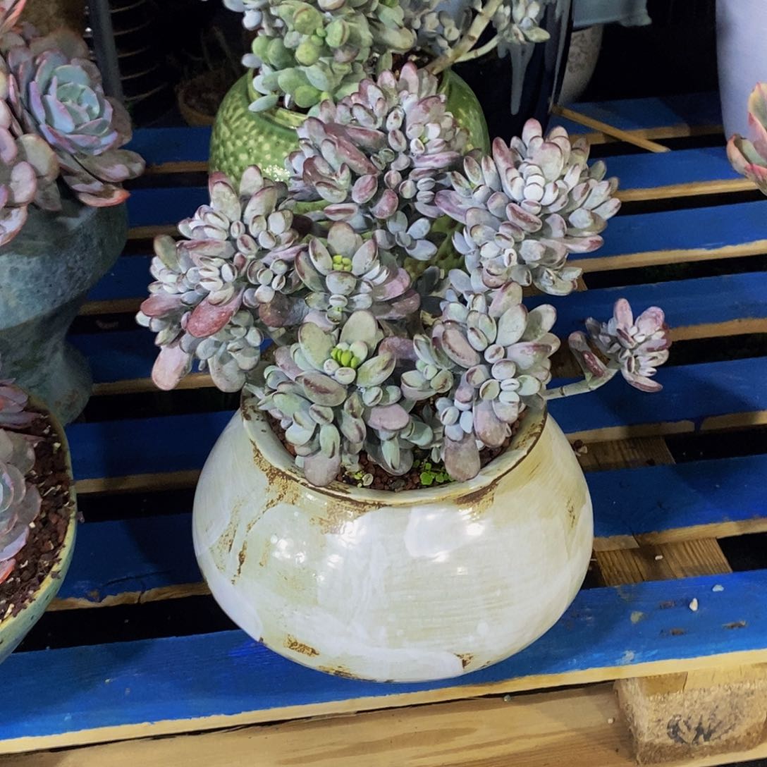 乒乓福娘带盆物流自己