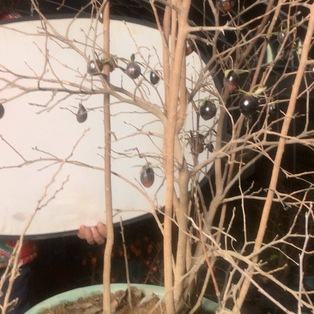 无花朵老鸦的黑宝石