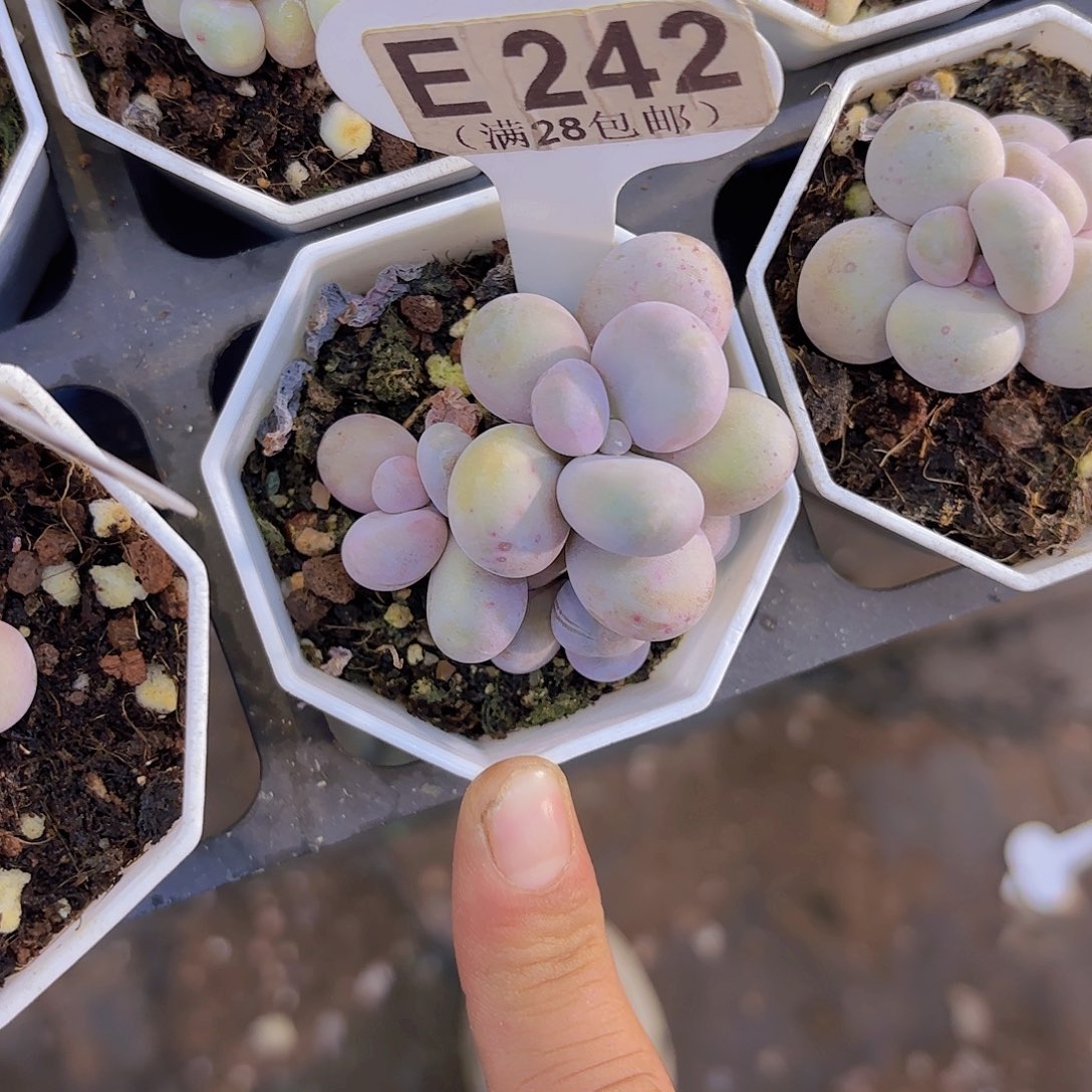 E242奶酪一物一拍