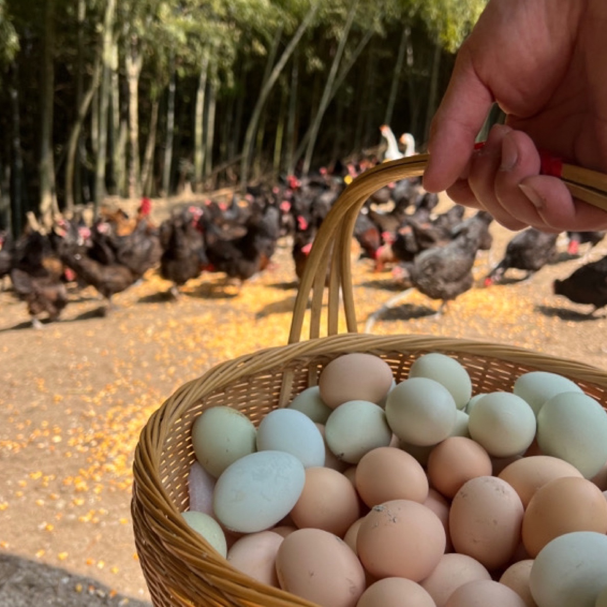 【蜜心农场心选】黑毛鸡蛋黑羽鸡蛋土鸡蛋30枚