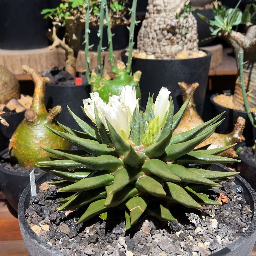 龙牙牡丹111111111111