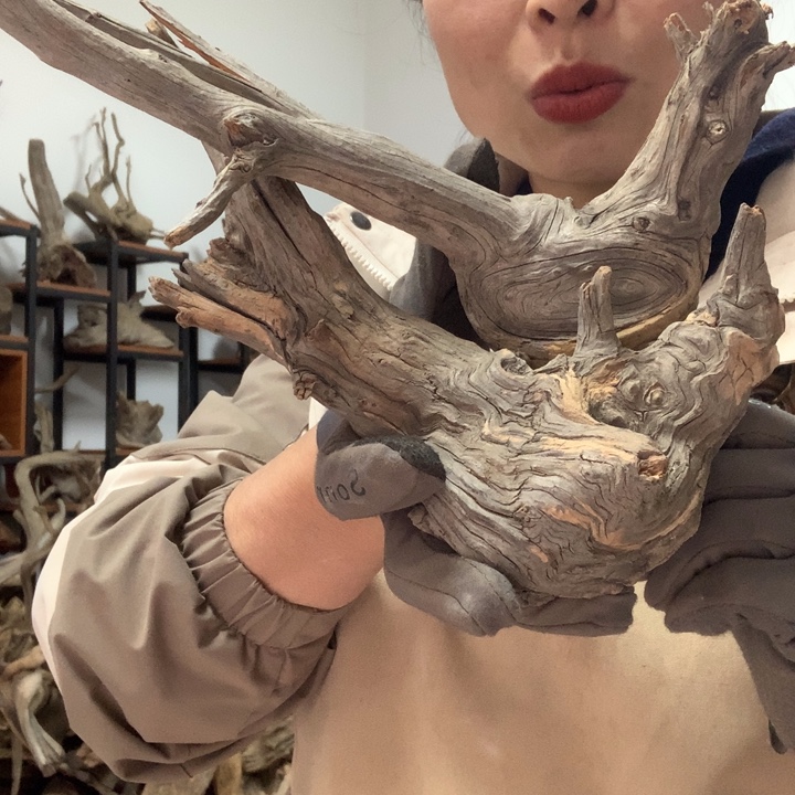 木太行崖柏毛料板根