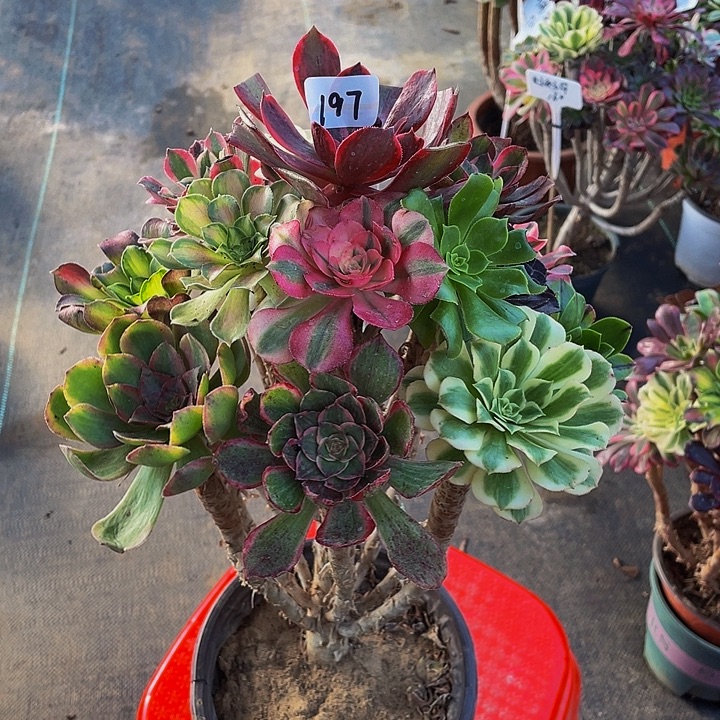 小***姐架接000000000000197号