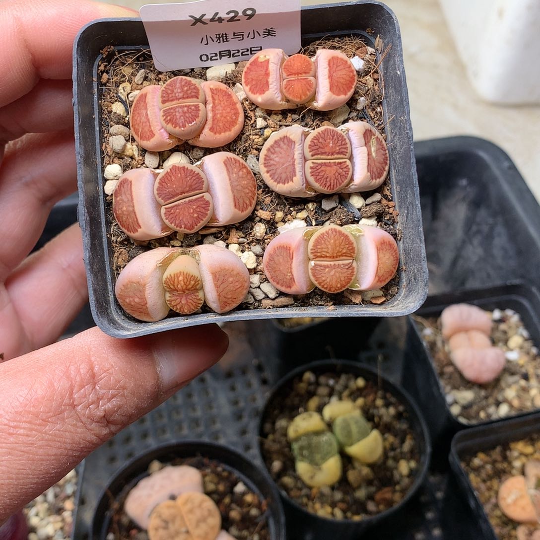 X429多肉植物保护研究所