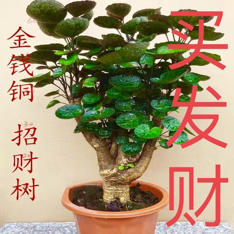 金钱兜80公分到1米5圆叶福禄桐室内客厅好养发财树植物盆栽花卉