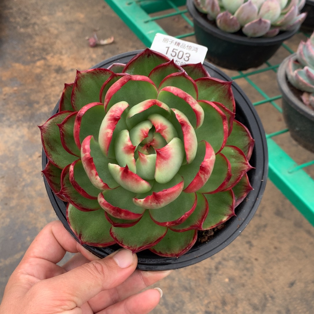 1503惊鸿。多肉植物。尺寸14