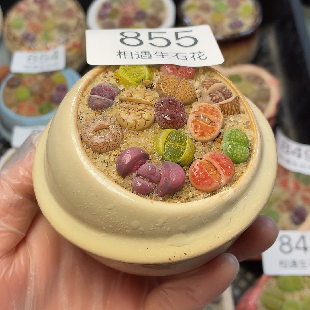 相遇生石花专拍855