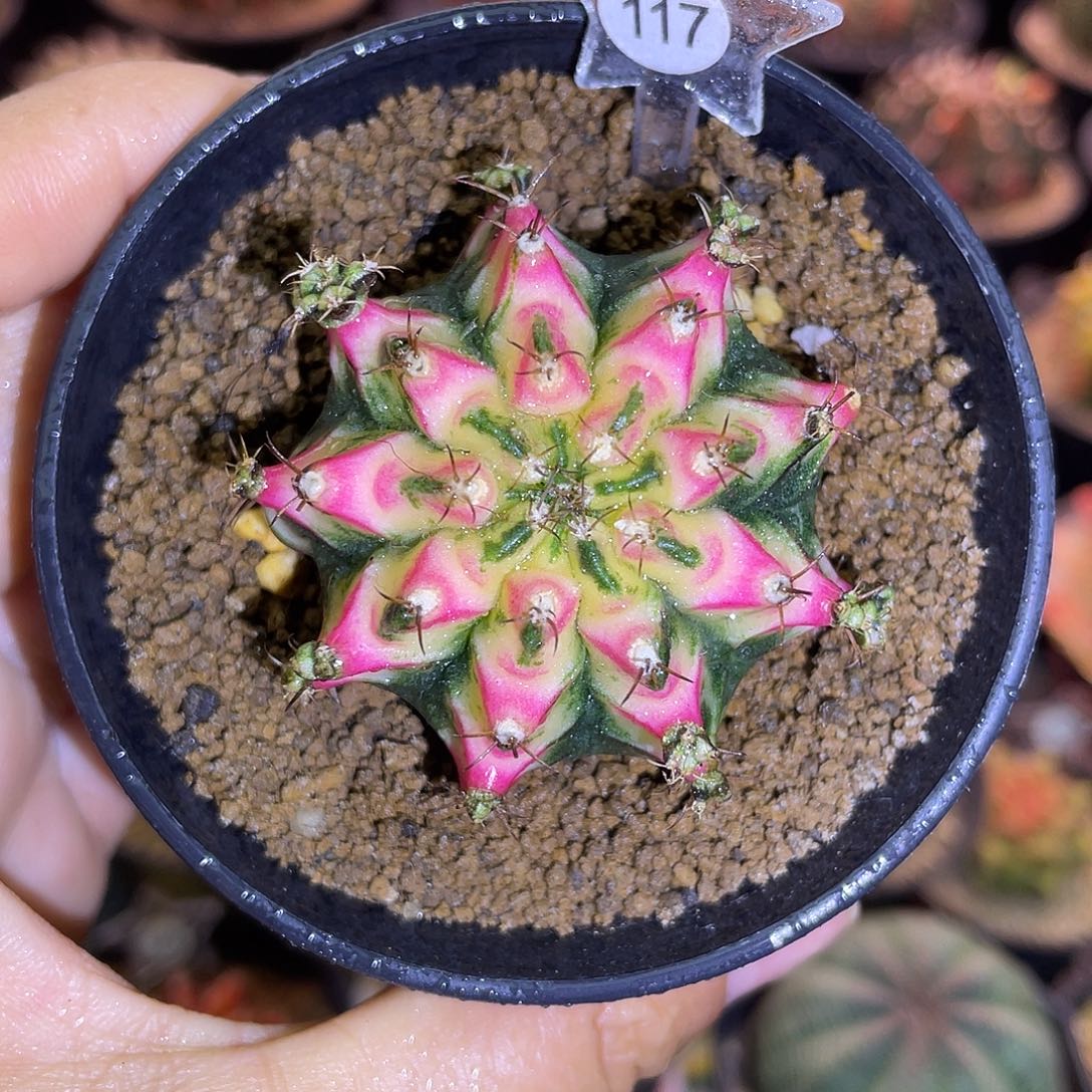 1-117米哈锦好彩4.6厘米