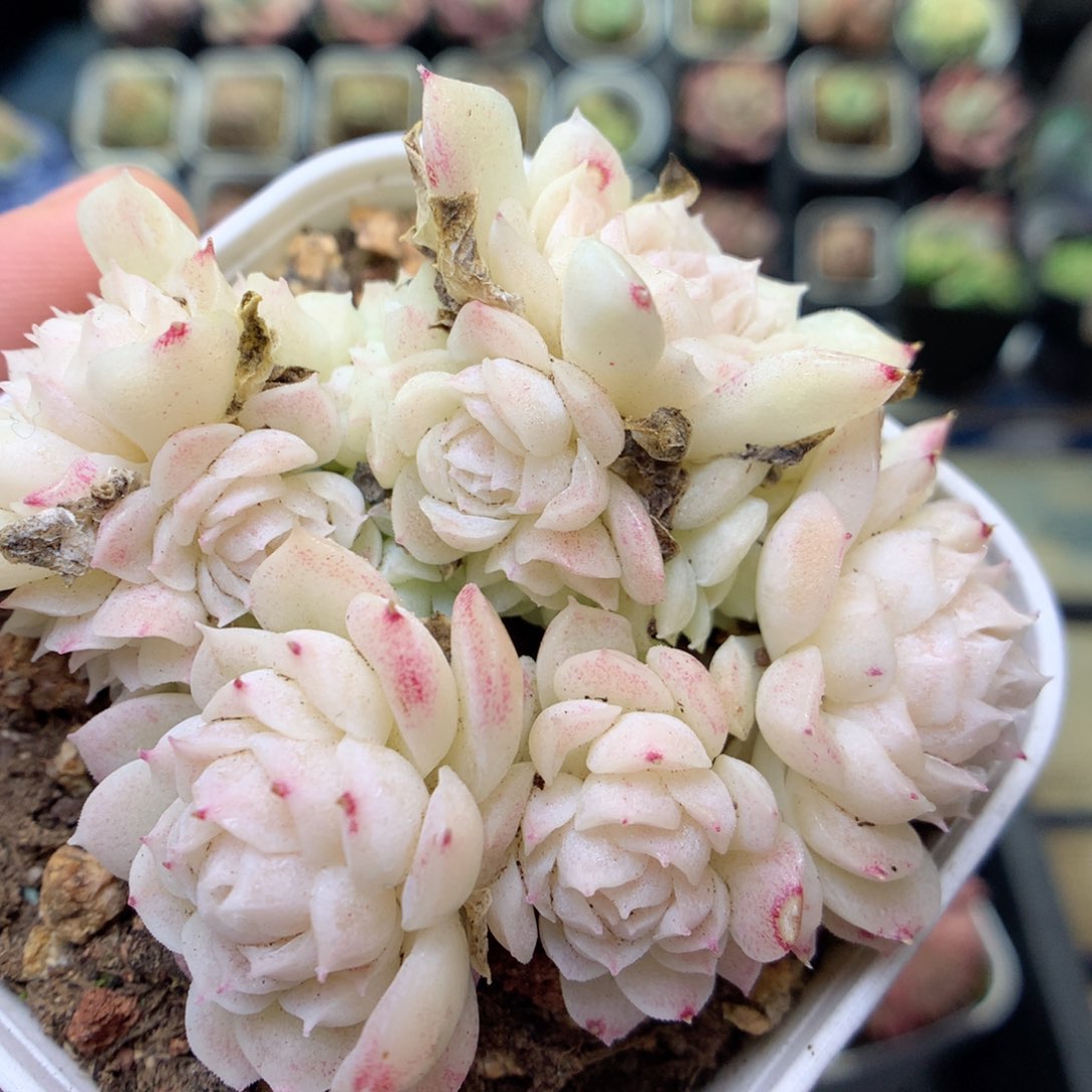 E24不整，20包邮两天凑单偏远不发货