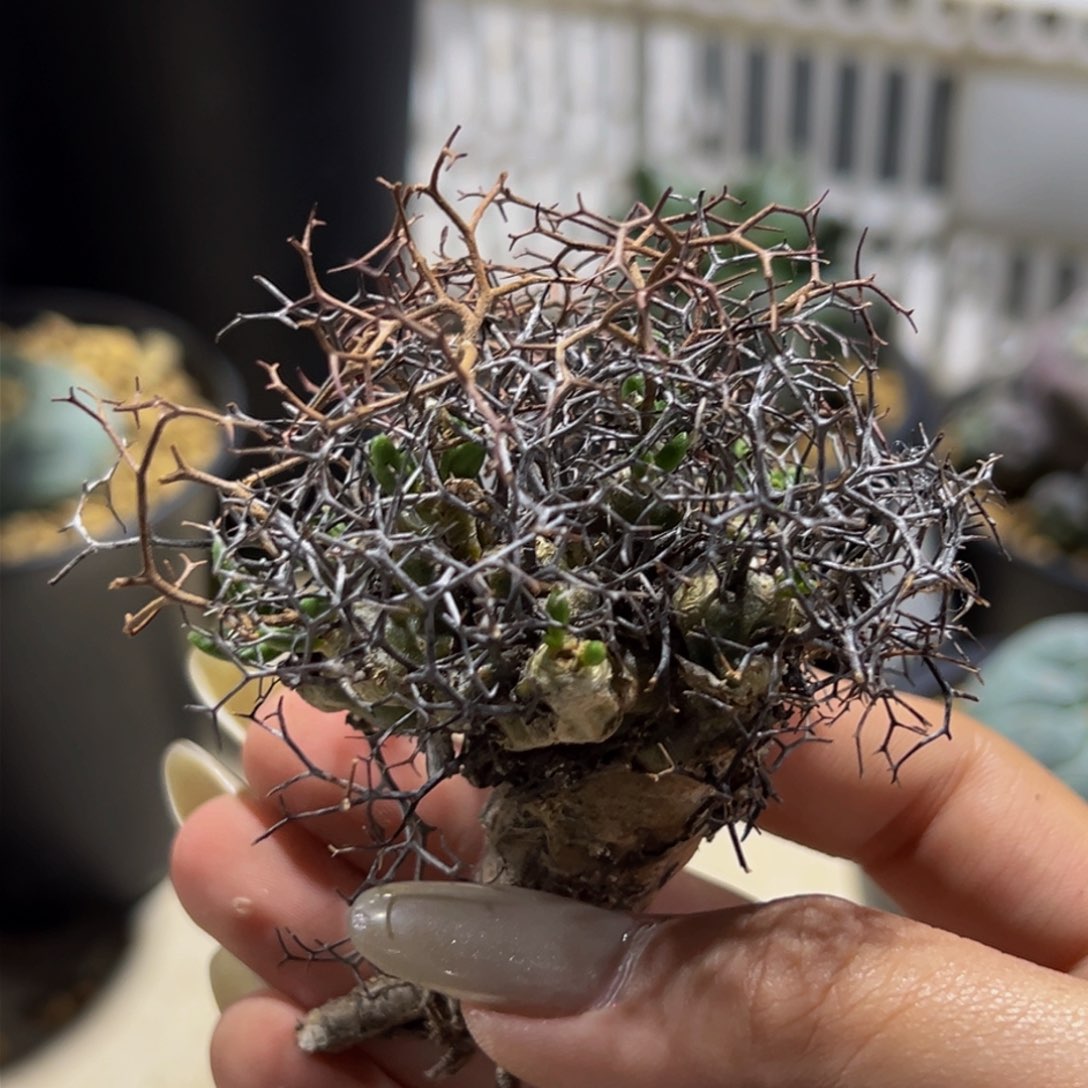 m万物想沧桑造景首选