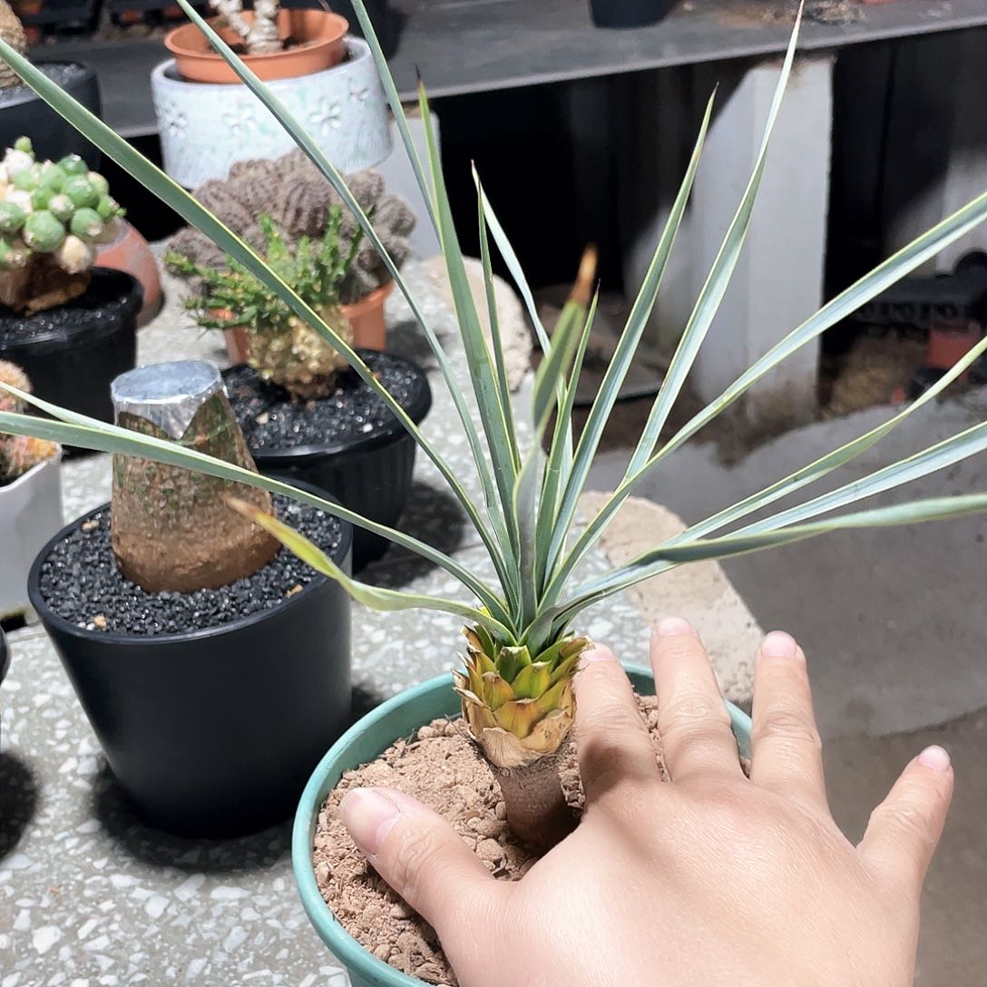 微瑕 漏66666666666666666666