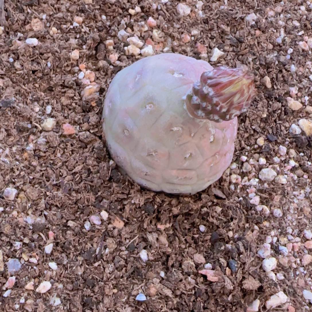 王**贵块根植物块根植物