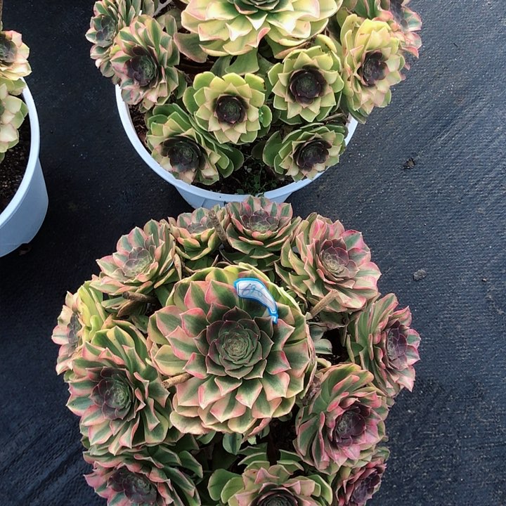 幸**r670雨荷多肉法师两颗