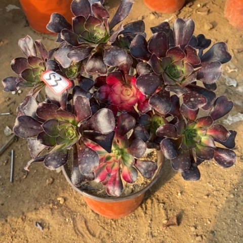 花蝴蝶捧花一物一拍