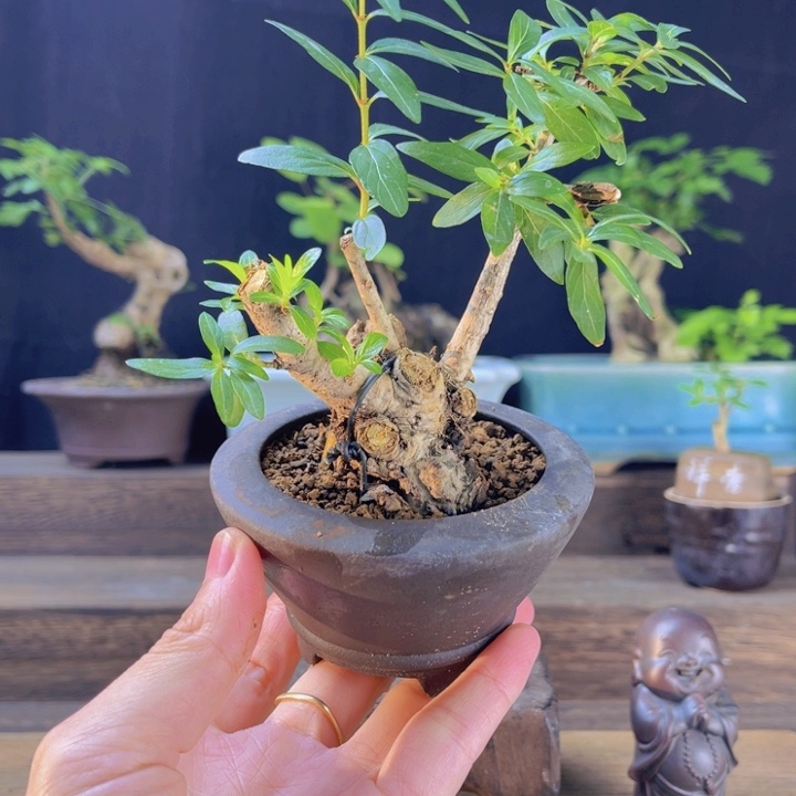 全部花朵黄荆盆景一物一拍，会开花