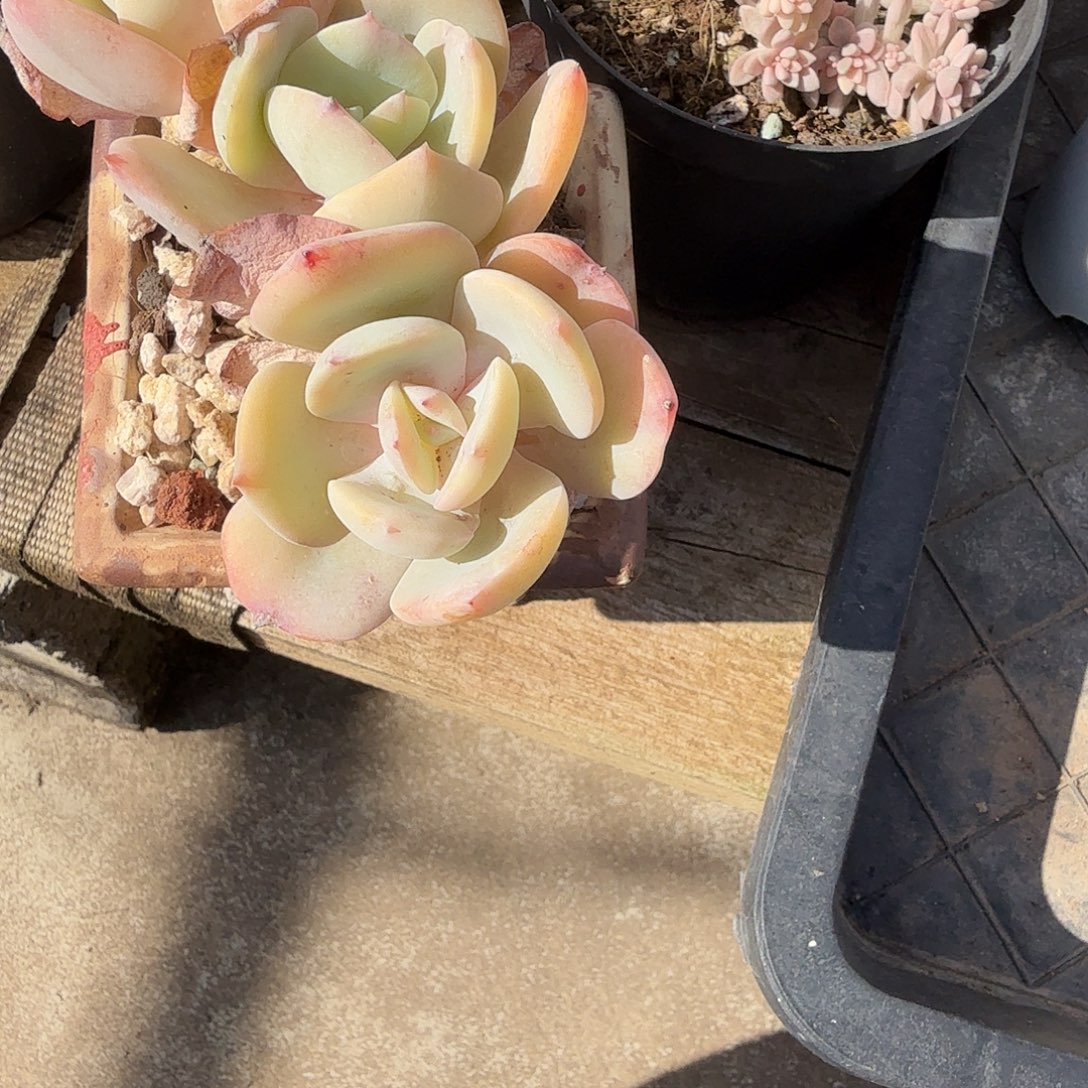 *****白凤多肉植物一颗