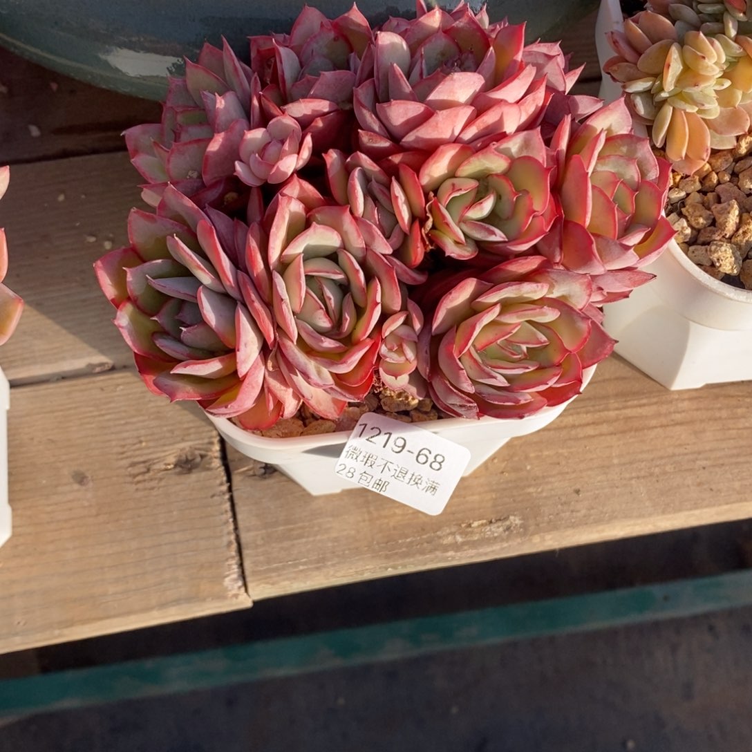 苹****68号多肉群小可爱