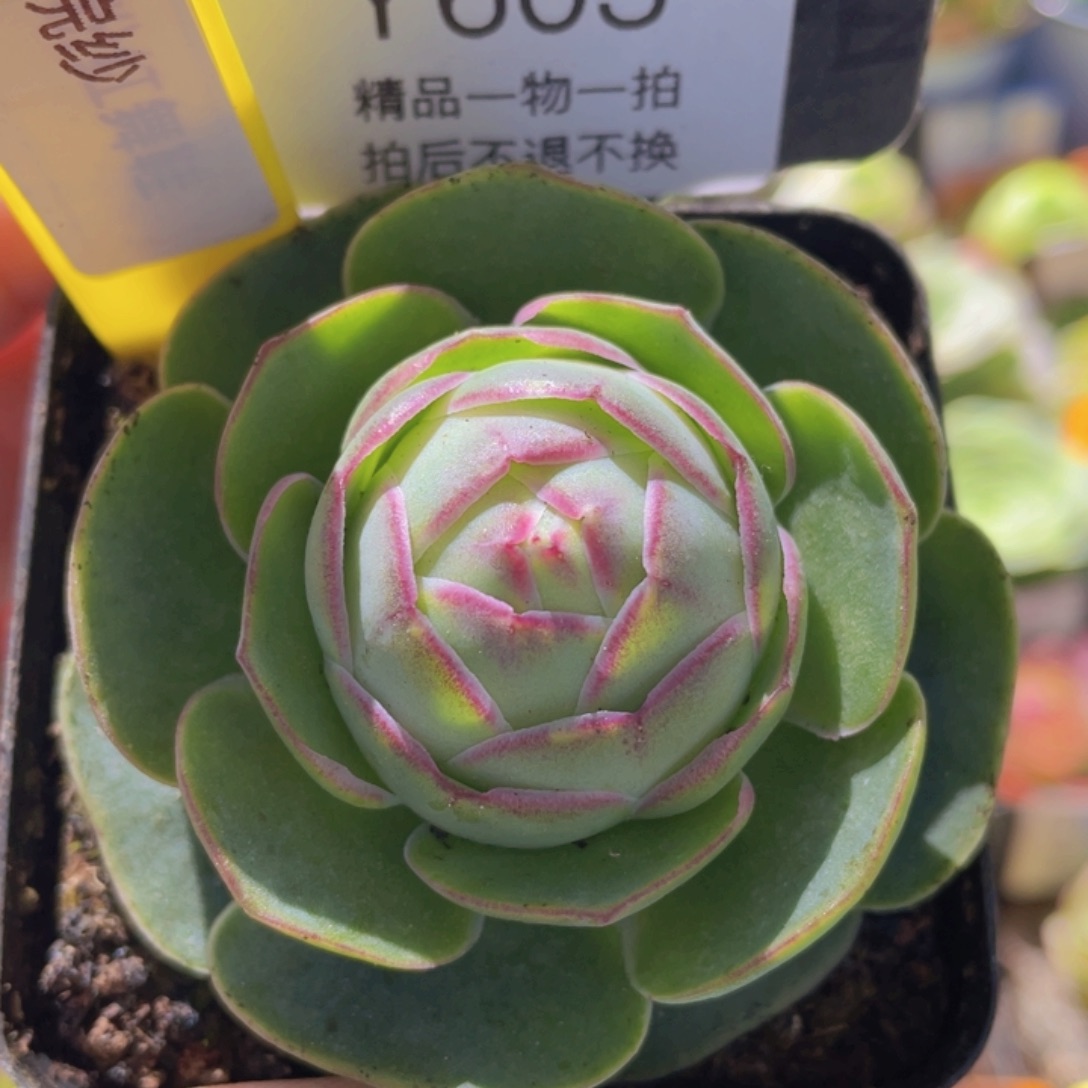 浣纱玫瑰一物一拍605