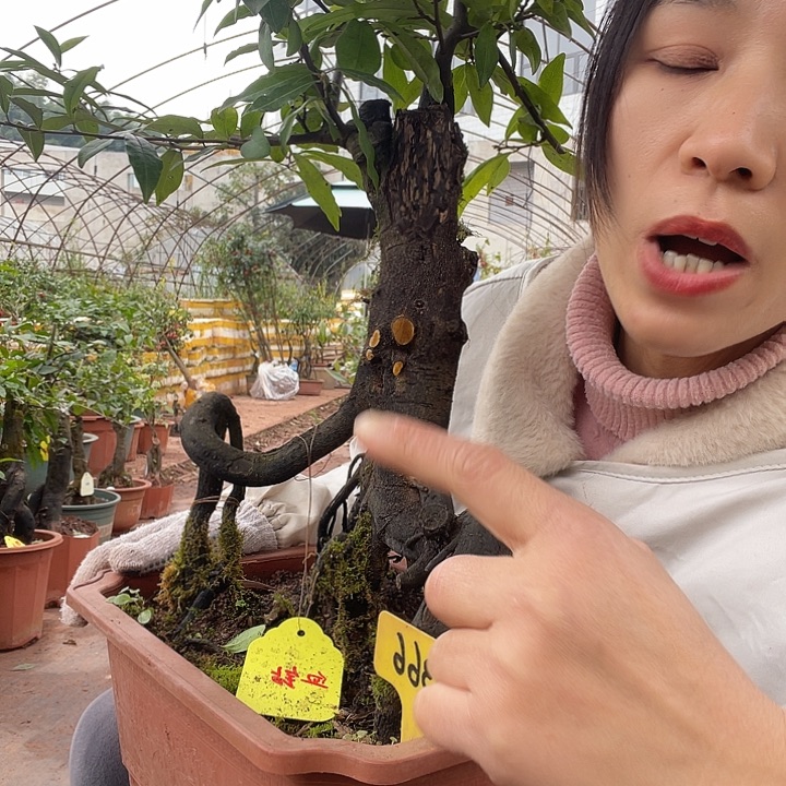 润***峰无花朵金888888888