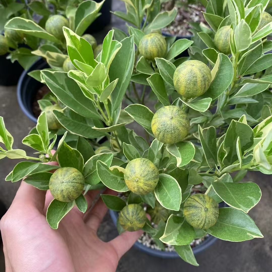 泰国花叶小青柠奶茶 花叶柠檬树盆栽庭院花园阳台四季结果
