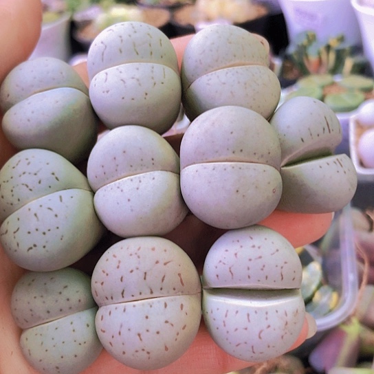 无花朵0375，2.5厘米左右10棵