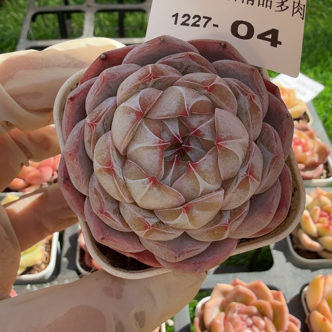 1227-04多肉一物一拍