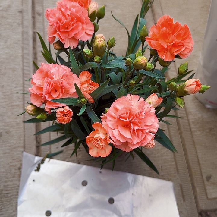 完全开放橘红色康乃馨一盆