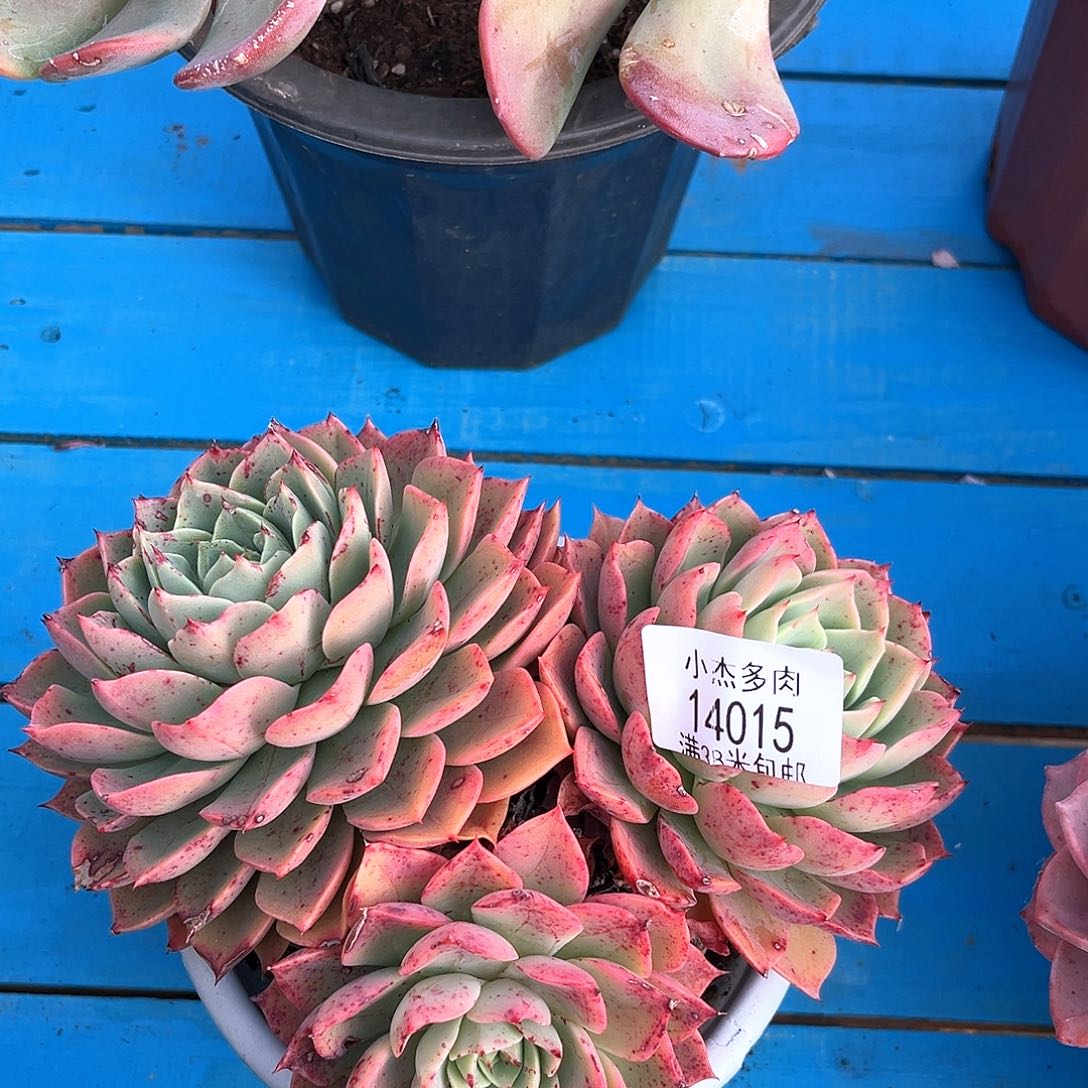 贝拉多娜群14015