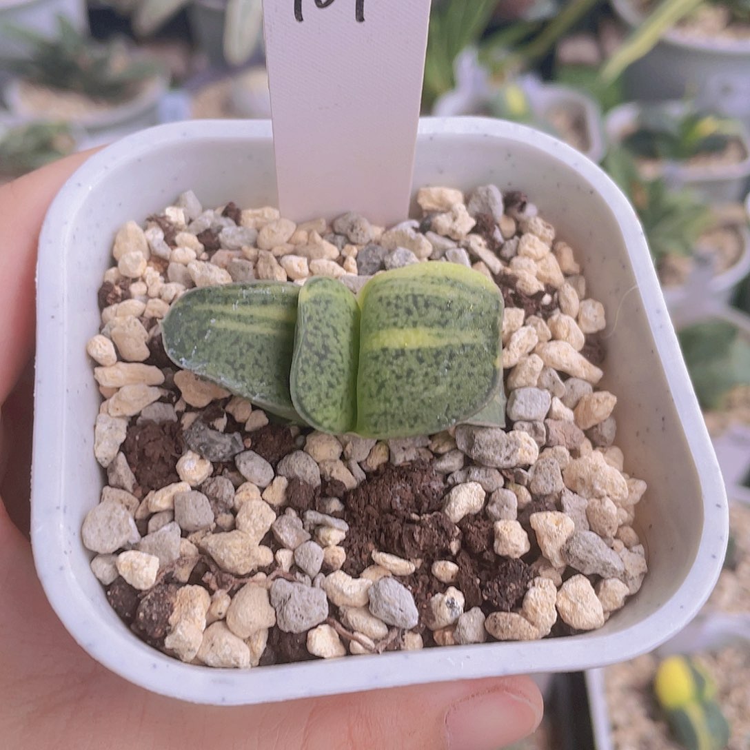 107号脱土发货1111