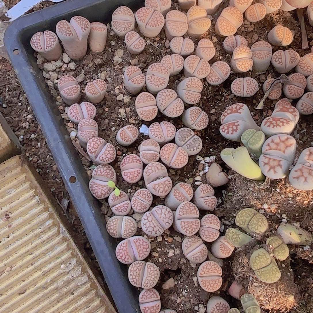 生石花一颗量拍1111