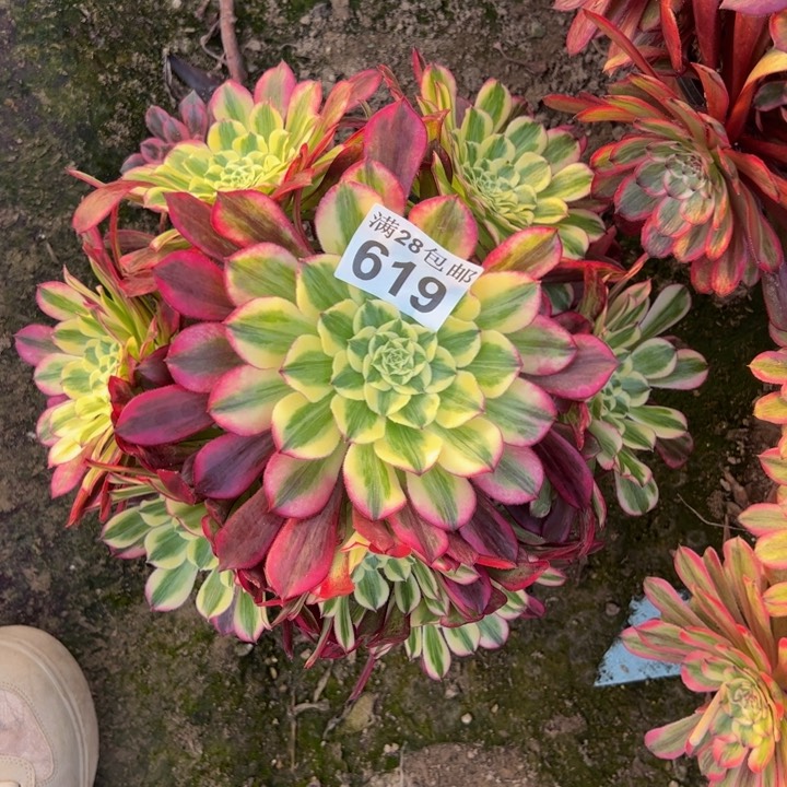 619天合多肉植物