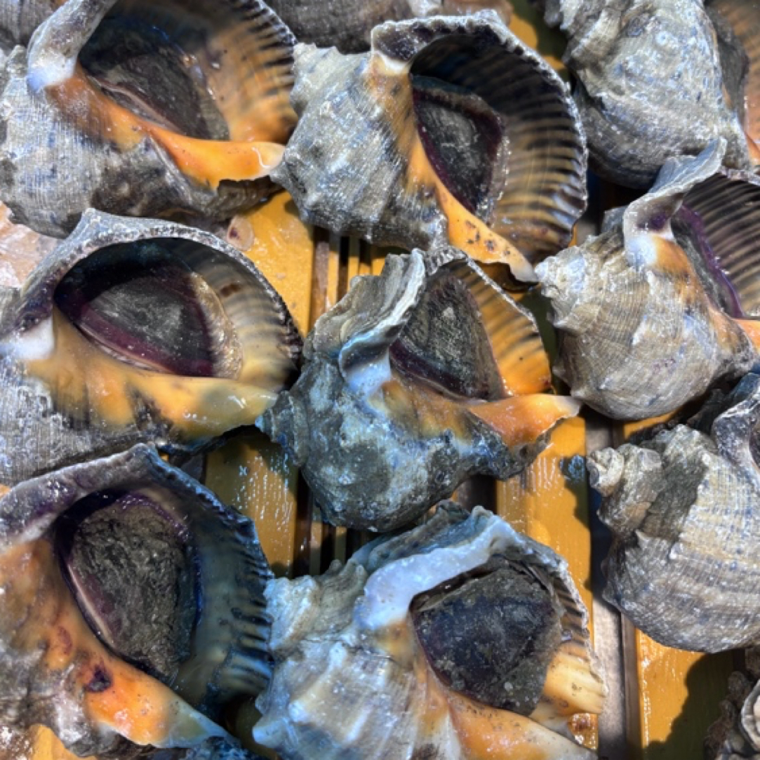 活鲜海螺1000克（±20克）