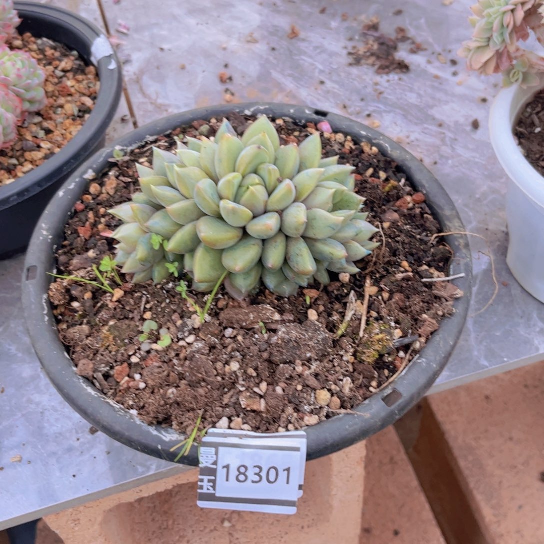 红象牙朵朵多肉植物18301