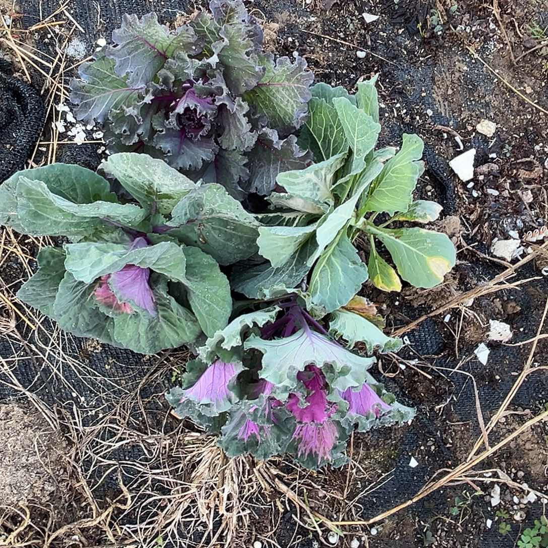 羽衣甘蓝多肉植物4颗