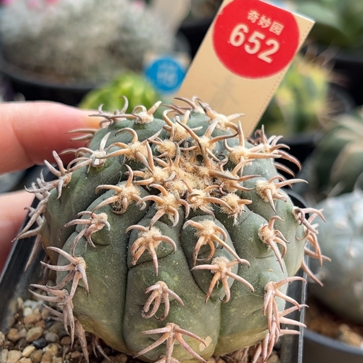 自根密刺猫爪5.9cm