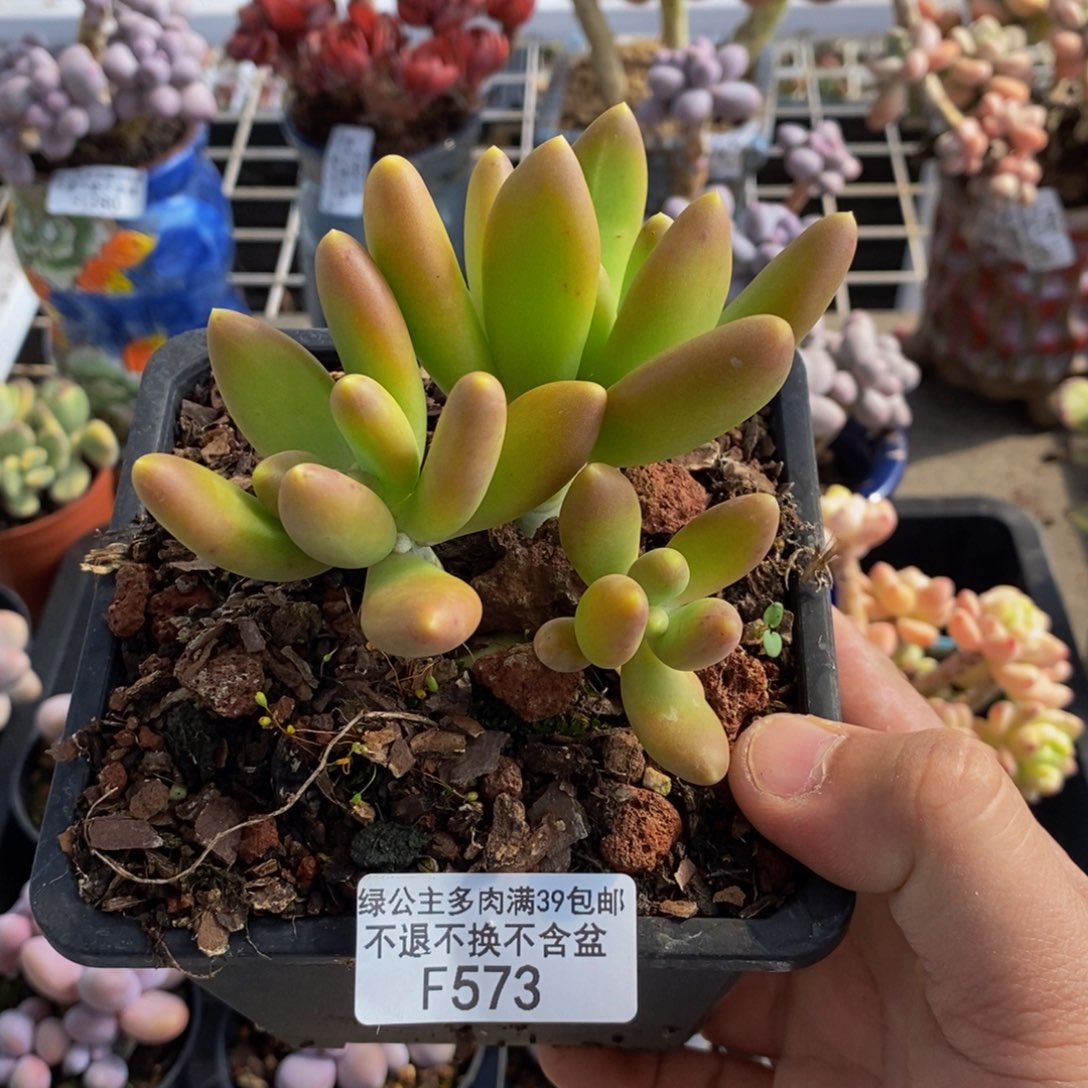 573芒果奶10c m多肉