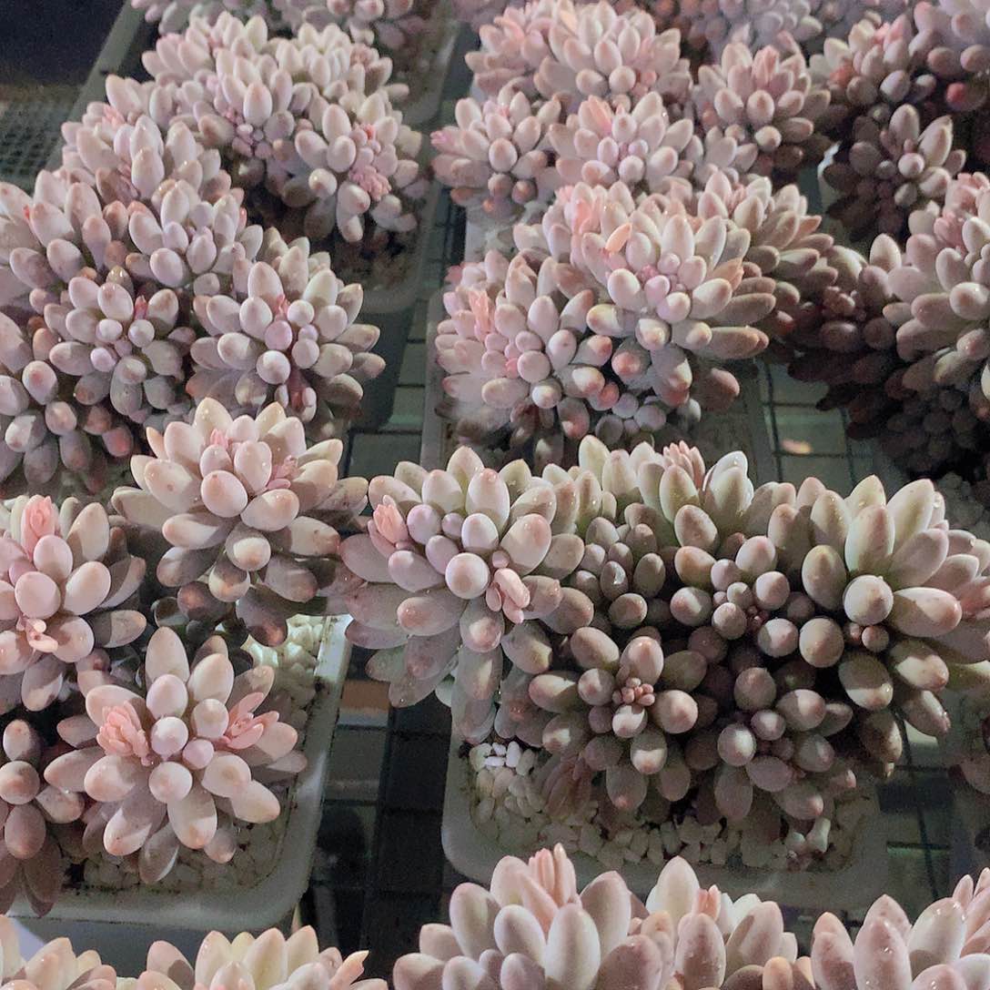 婴儿手指23456788999000