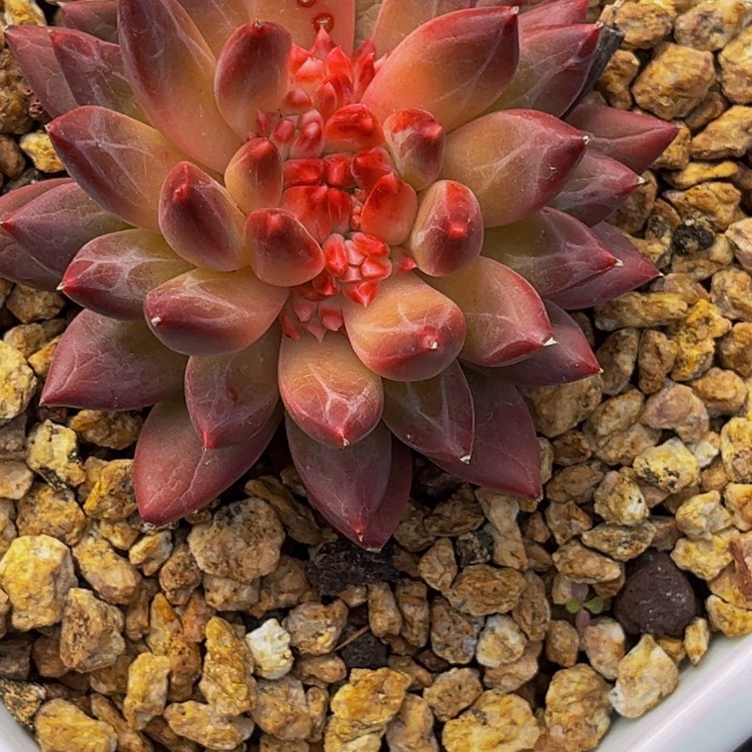 2431号上午多肉植物群生多肉植物