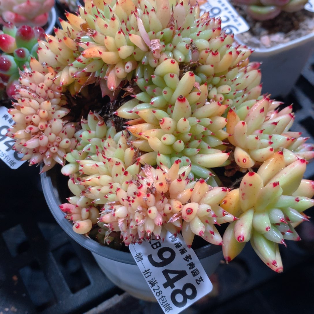 5CM拇指盆精控多肉ZB948