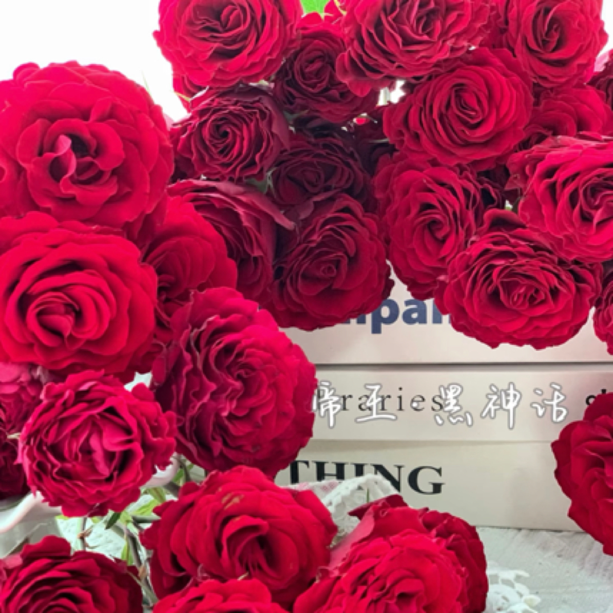 悠米花园【黑神话】1加仑扦插 大花月季丰花勤花耐热 云南