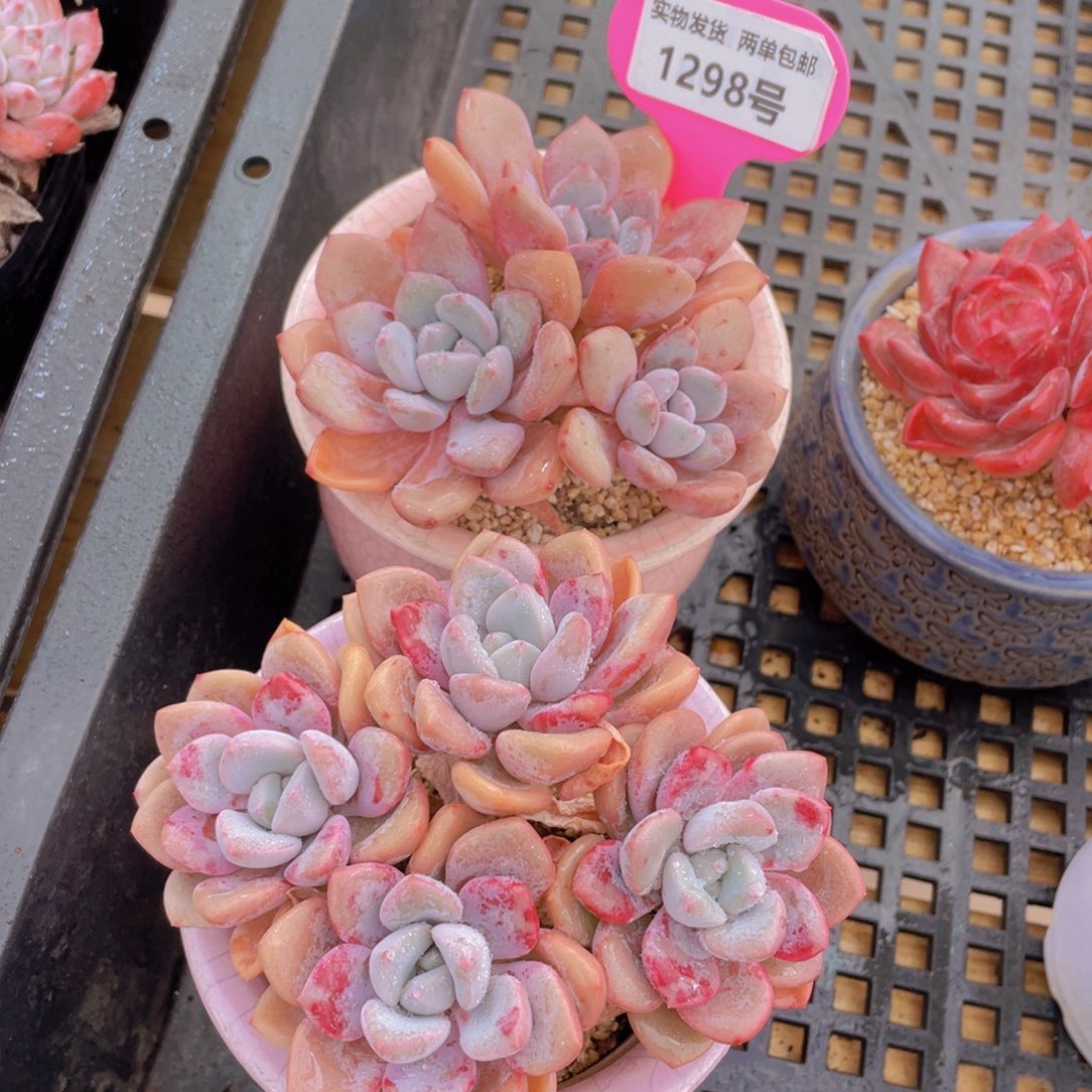1298号 白鹭花斑露大群生一个