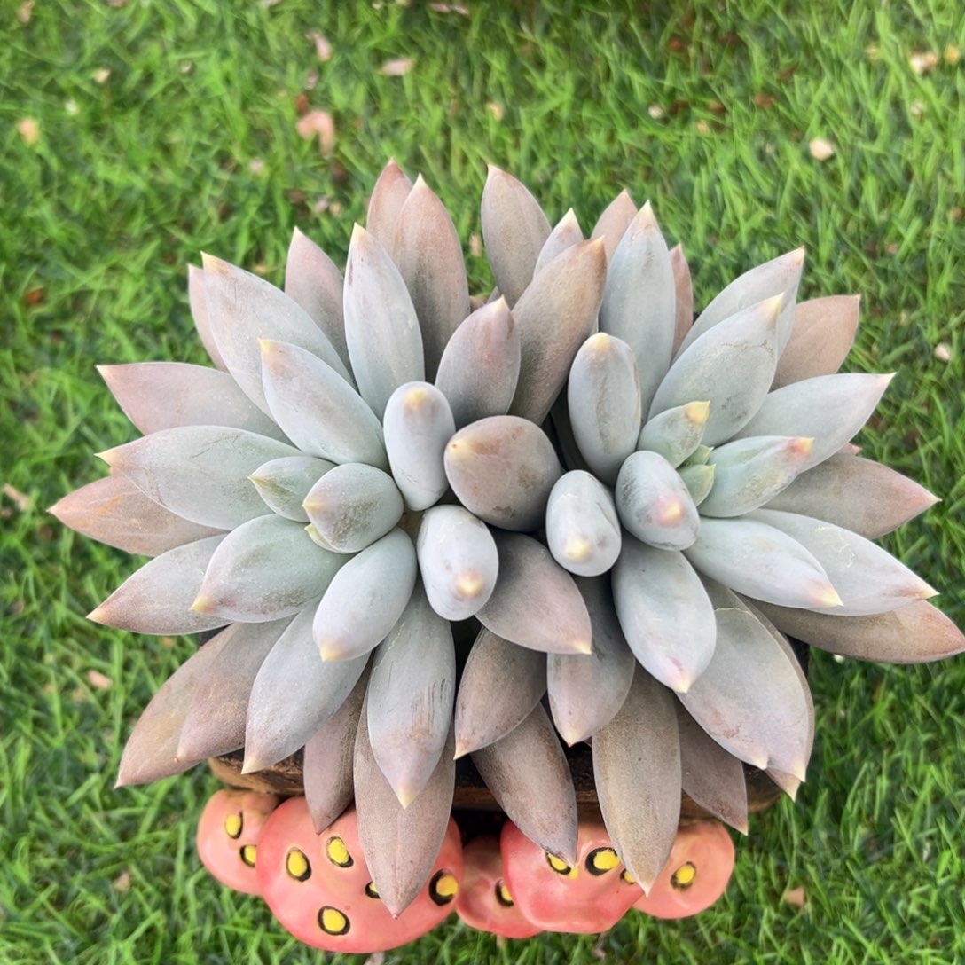 双头哥特萝莉，一物一拍