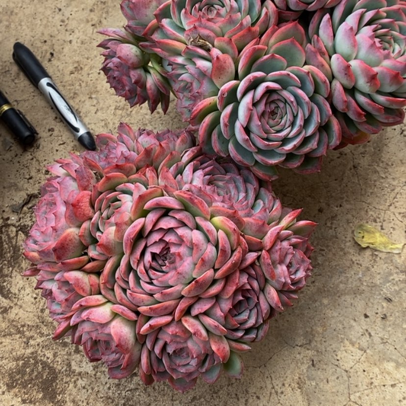 【闪购商品】随**-多肉植物