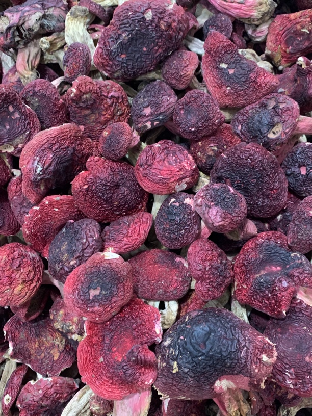 【永安阿盛】福建深山野生红菇干货，红菇稍薄