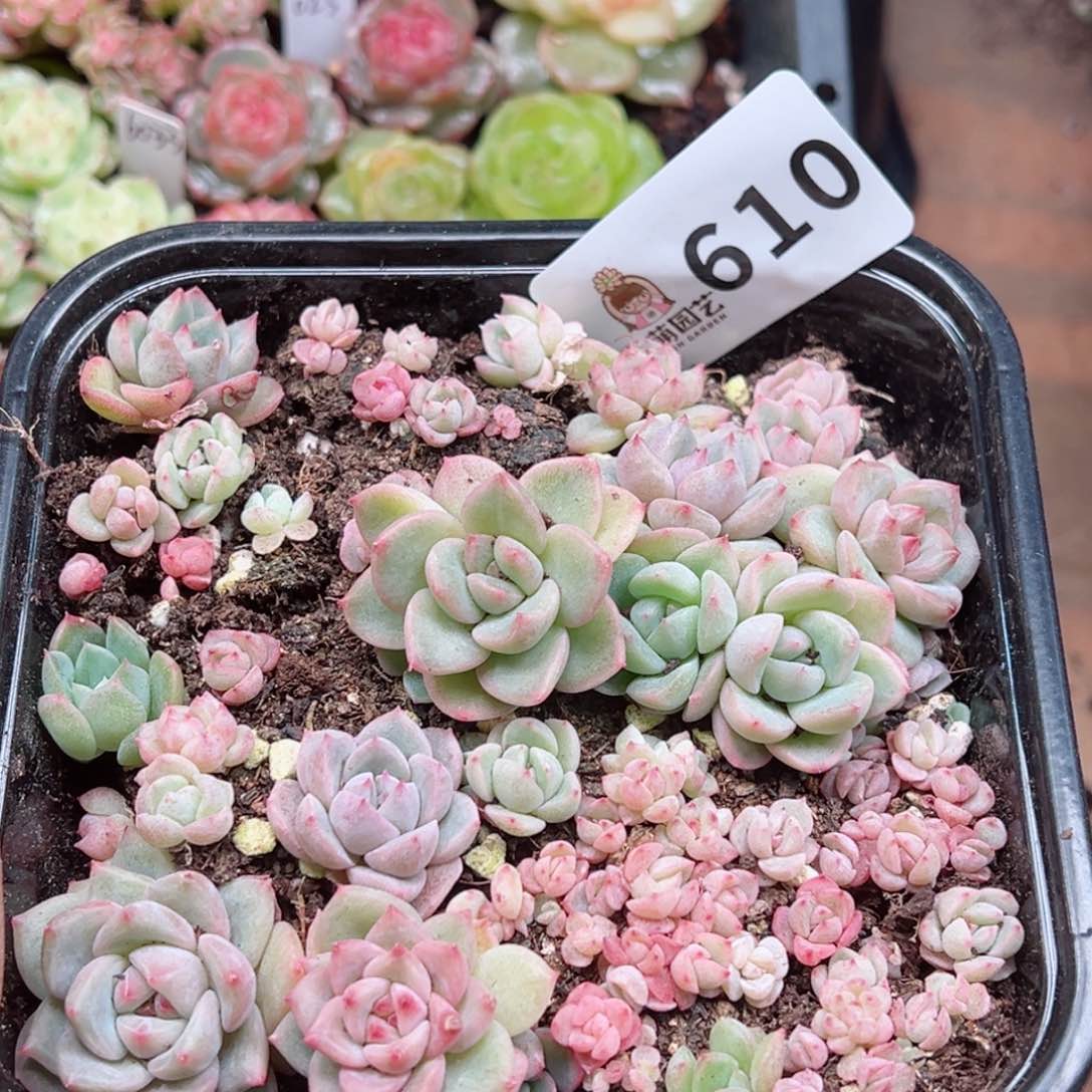多肉植物多肉植物