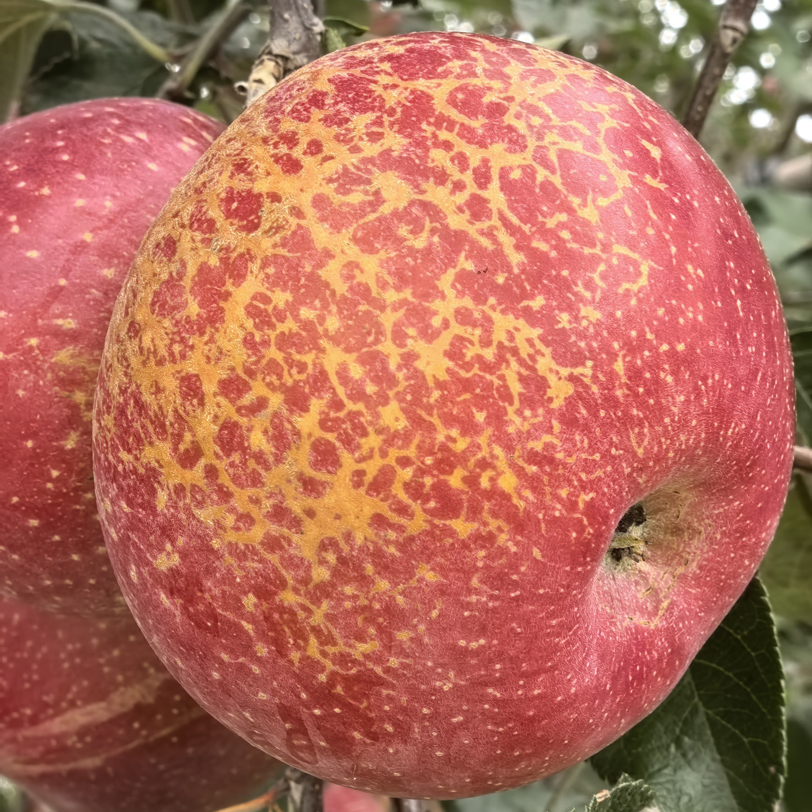 云南昭通红富士冰糖心丑苹果新鲜现摘现发