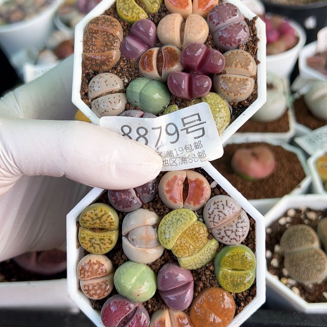 好养易活生石花大母本8879