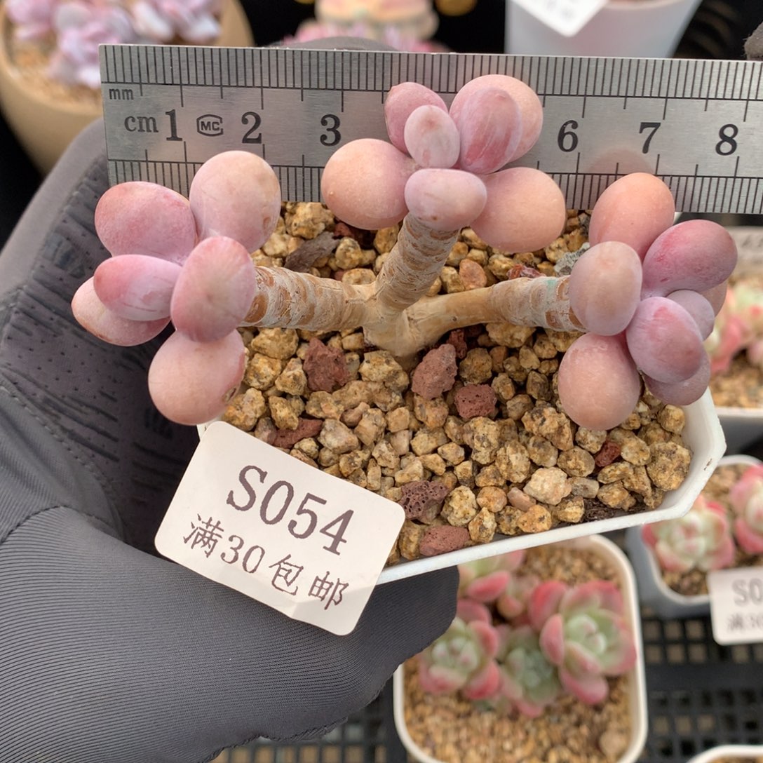 54。小树桩桃蛋老桩群。